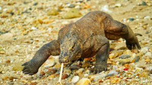 komodo tour