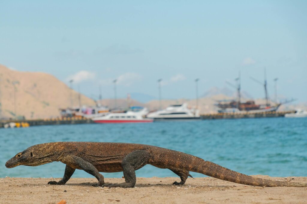 A Komodo dragon on a sandy beach with boats in the background in Indonesia.
